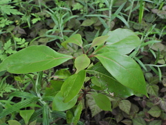 Cinnamomum glanduliferum