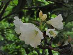 Rhododendron decorum