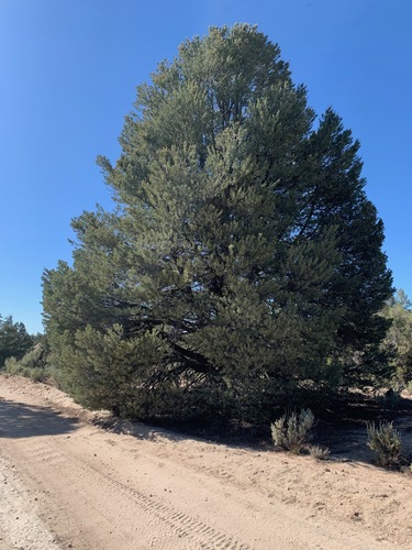 Parry pinyon (Pinus quadrifolia)