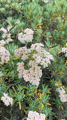 Eriogonum arborescens