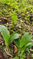 Calanthe tricarinata
