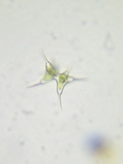 Staurodesmus cuspidatus