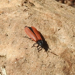 Macrolygistopterus rubripennis