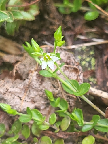piesočnica (Arenaria)