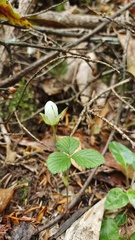 Rubus fockeanus