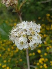 (c) Chris Fluit, some rights reserved (CC BY) Crataegus gaylussacia, photograph (c) Chris Fluit, some rights reserved (CC BY)