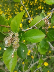 (c) Chris Fluit, some rights reserved (CC BY) Crataegus gaylussacia, photograph (c) Chris Fluit, some rights reserved (CC BY)