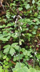 Tiarella polyphylla