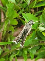 Pyrgus melotis