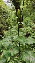 Cardiocrinum giganteum