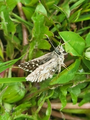 Pyrgus melotis