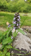 Ajuga forrestii
