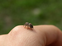 Habronattus coecatus