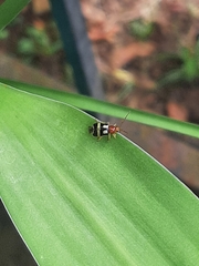 Gynandrobrotica