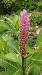 Phytolacca polyandra