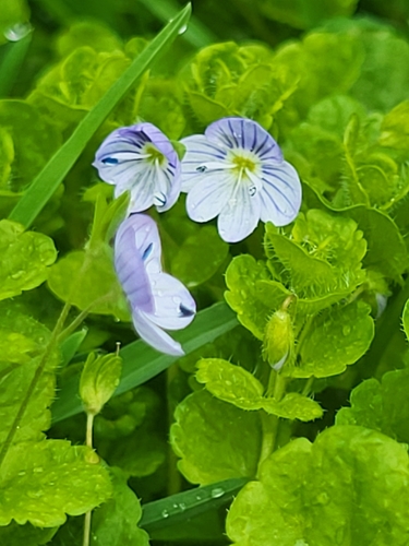 Veronika nitkovitá (Veronica filiformis)