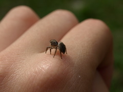 Habronattus coecatus