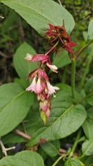 Leycesteria formosa