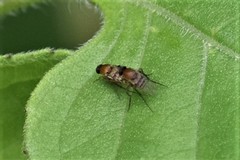 Metopininae