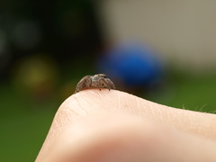 Habronattus coecatus