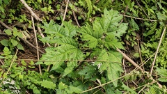 Girardinia diversifolia