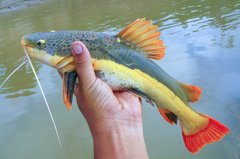 Redtail Catfish photo 5