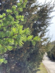 Larix gmelinii principis-rupprechtii