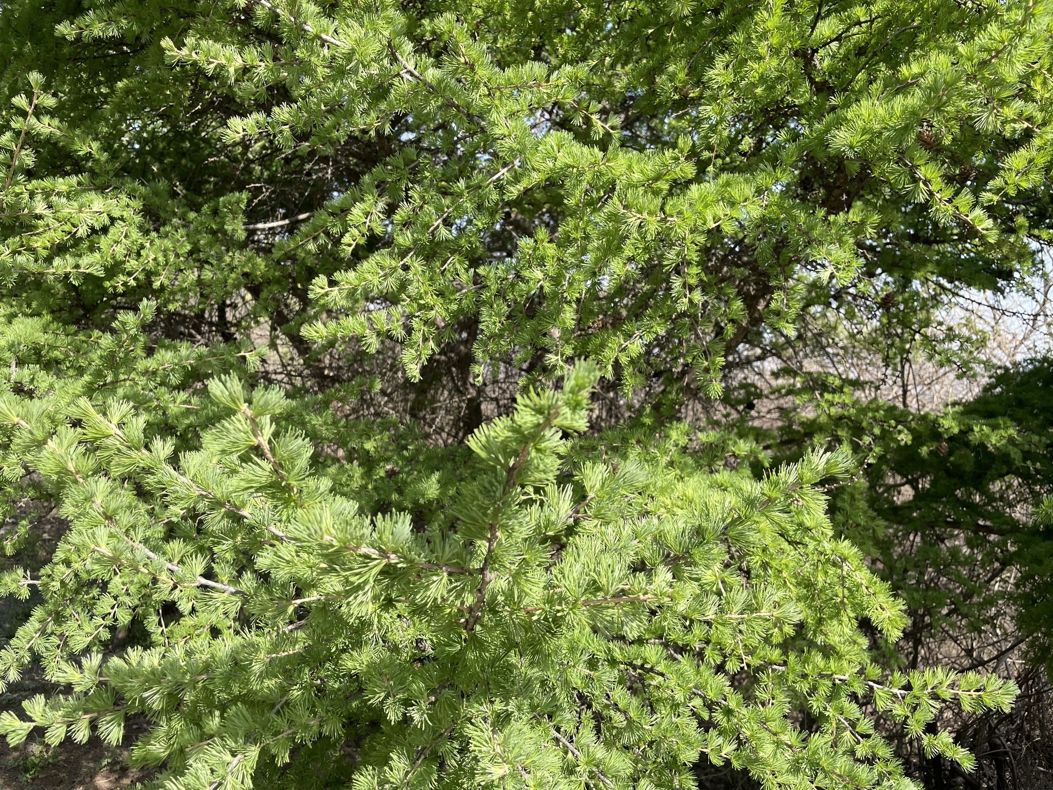 Larix gmelinii var. principisrupprechtii (Mayr) Pilg.