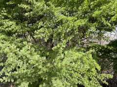 Larix gmelinii principis-rupprechtii