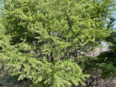 Larix gmelinii principis-rupprechtii