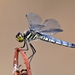 短痣蜻蜓 - Photo 由 Jake David MacLennan 所上傳的 (c) Jake David MacLennan，保留部份權利CC BY-NC