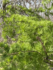 Larix gmelinii principis-rupprechtii