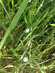 Stellaria longifolia