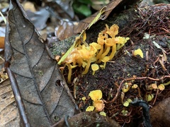 Marasmius rhyssophyllus