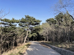 Pinus tabuliformis