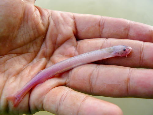 Smalleye candiru (Pareiodon microps) — Trichomycteridae