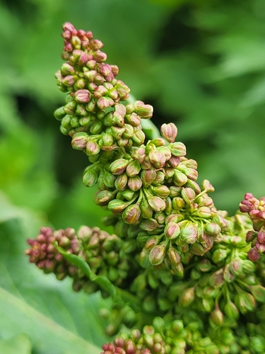 štiavec alpský (Rumex alpinus)