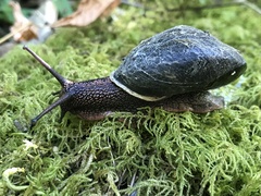 Monadenia infumata