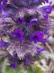 Ajuga orientalis