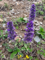 Ajuga orientalis