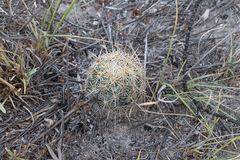 Coryphantha echinoidea