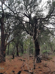Allocasuarina fraseriana
