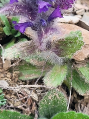 Ajuga orientalis