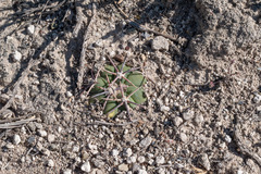 Coryphantha poselgeriana