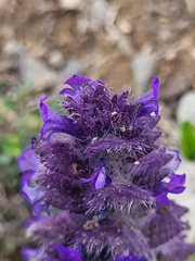Ajuga orientalis