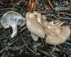 Leucopaxillus eucalyptorum