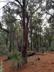 Allocasuarina fraseriana