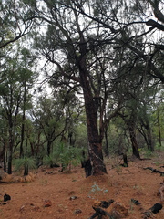 Allocasuarina fraseriana