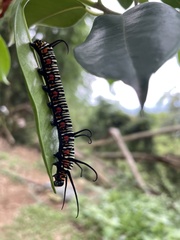 Euploea eunice hobsoni
