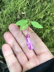 Clarkia concinna concinna